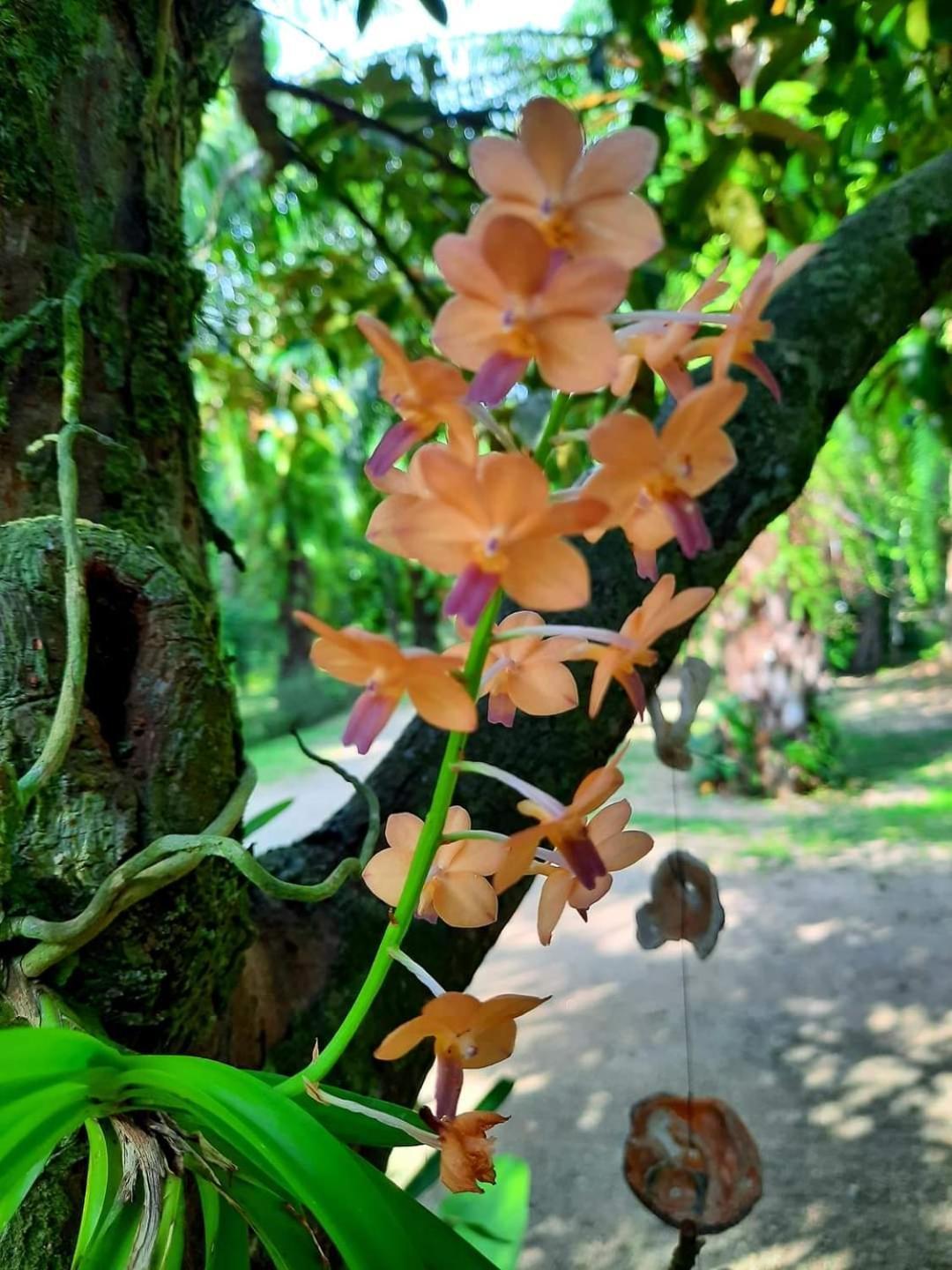 Tuaprodhome Khao Lak Kamer foto